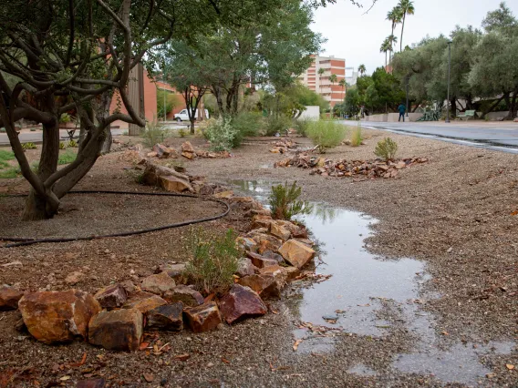 Rainwater pooling in rain garden basin near Gould Simpson