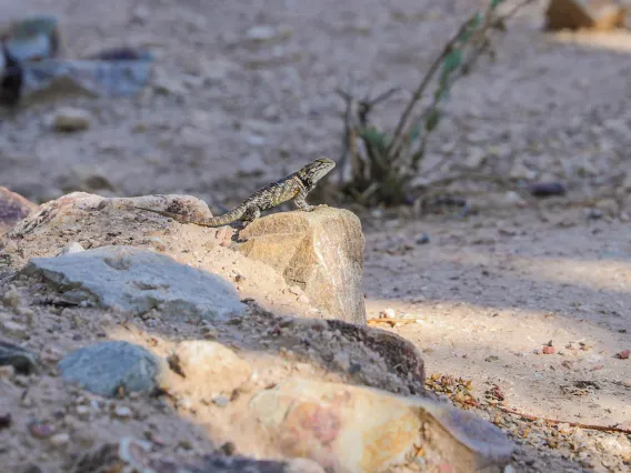 Desert spiny lizard at Old Main rain garden